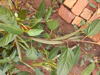 Corchorus olitorus Corchorus olitorus